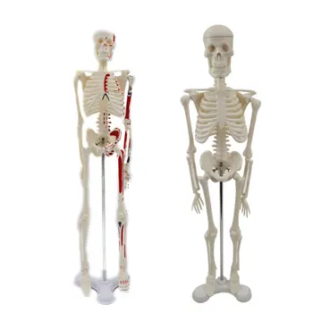 Подвижна Мишена Тяло на Манекен, Модел на човешкия Скелет Анатомическая Модел на обучение Костите на цялото тяло Стойка за модели на човешкото тяло