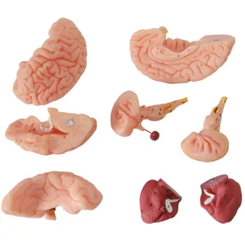 Модел на артериите на главния мозък 1: 1 Анатомическая модел на мозъка с сагиттальным намаляване полукълба на главния мозък, малкия мозък и мозъчния ствол